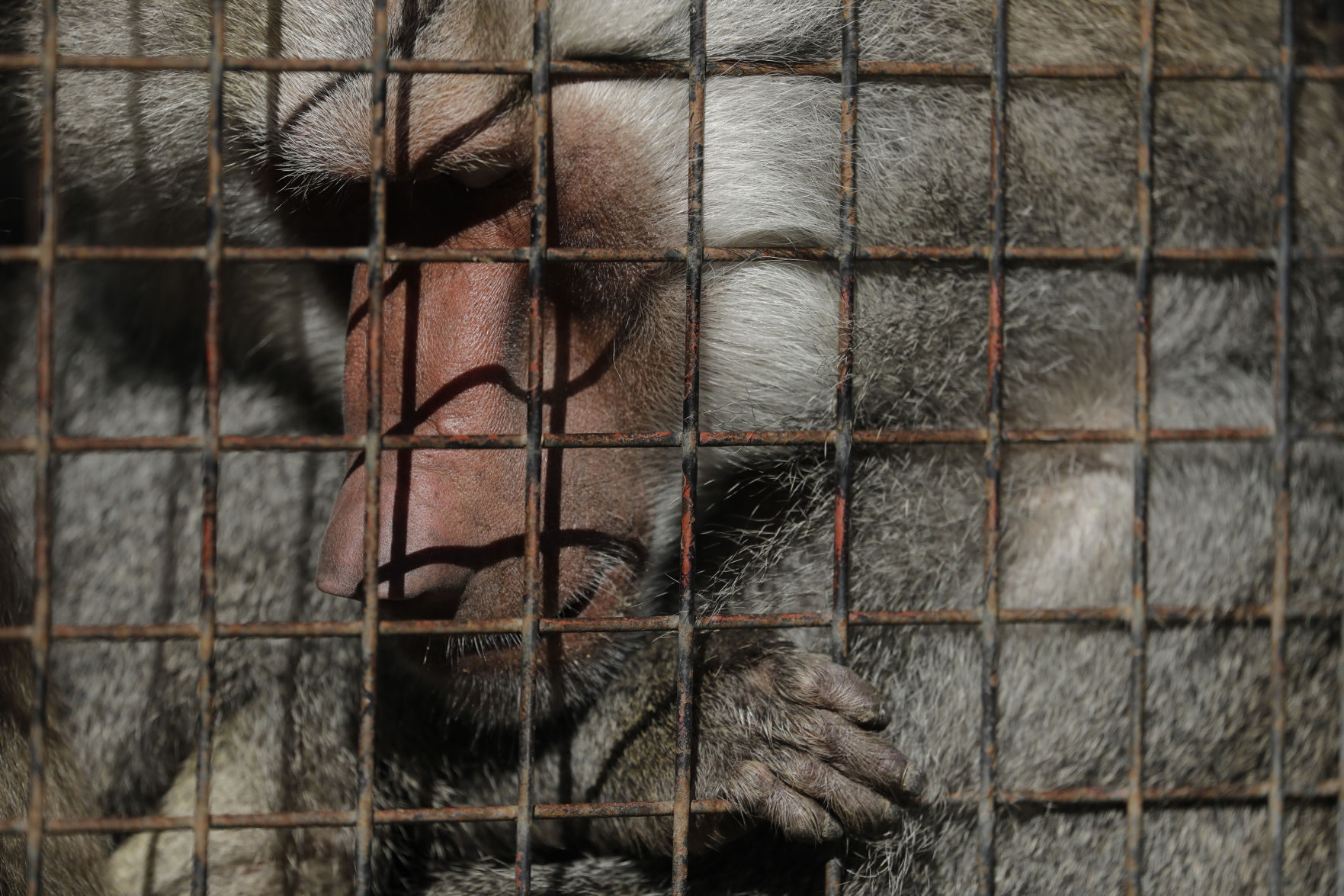 Argentina Zoo Crisis